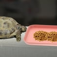 thumbnail image 4 of Milisten De Alimentación Para Reptiles Color Rosa Material Resistente, 4 of 8