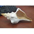 thumbnail image 3 of Natural White Horse Conch Triplofusus Giganteus Seashell 6" - 7", 3 of 4