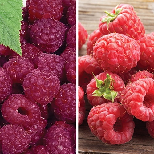 RASPBERRY Brandywine & Amity Red, 2Pack