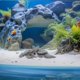 thumbnail image 4 of FOMIYES 1Jgo Rocas Decorativas Para De Peces Con PH Y Natural, 4 of 6