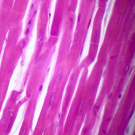 Human Cardiac Muscle Slide  7 M  H&E price history on PriceWatchPro