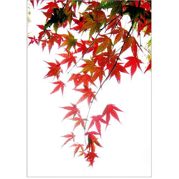Trademark Art "Japanese Maple Leaves" Canvas Art by Kurt Shaffer, 14x20