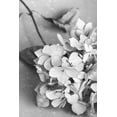 thumbnail image 2 of 1x Studio III 11x14 White Modern Wood Framed Museum Art Print Titled - Dried Flowe ron Plate_black a white, 2 of 4