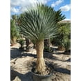 thumbnail image 5 of Silver Yucca - 3 Live Plants in 4 Inch Growers Pots - Starter Plant - Yucca Rostrata - Extremely Rare Outdoor Ornamental Slow Growing Evergreen Tree, 5 of 5
