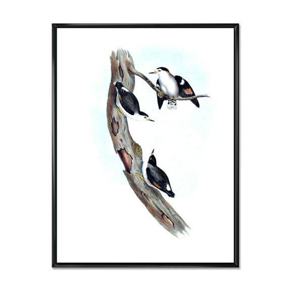 Designart 'Ancient Australian Bird Illustrations I' Traditional Framed Canvas Wall Art Print