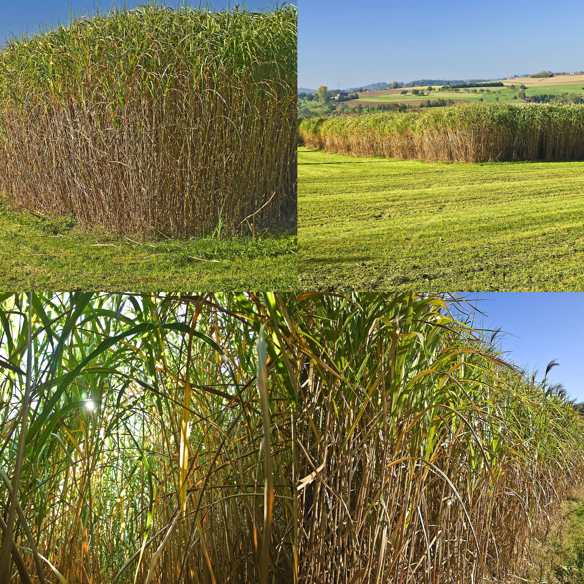 Outsidepride Switchgrass Plant Seeds, Perennial