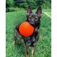 thumbnail image 2 of Juguete para perros Jolly Pets Bounce-n-Play naranja de 15 cm para perros de 9 a 27 kg, 2 of 3