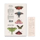 thumbnail image 2 of Yuya - Pack Primer Para Ojos 8ml + Sombras Metamorfosis 27g, 2 of 3