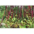 thumbnail image 3 of 100+ Malabar Red Stem Spinach Seeds Herb Heirloom Non-GMO Phooi Leaf, Red Vine, Alugbati, Vietnamese, Ships from USA, 3 of 4