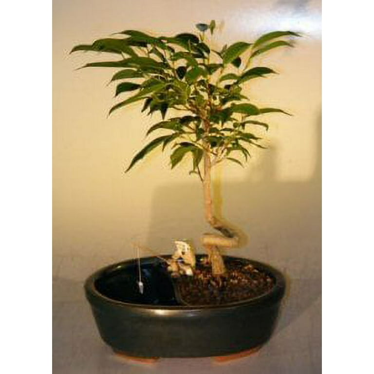 glue plant 5-Gram Cyanoacrylate Adhesive for Plants and Corals Tubes – Wetplants main image 1
