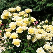 Heirloom Roses - Irish Hope™ English Legend Yellow Rose Bush - Flowers For Garden
