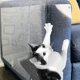 thumbnail image 3 of 2 uds cinta disuasoria para rascar gatos, cinta de entrenamiento antiarañazos 20cmx45cm Zulema Disuasión de arañazos, 3 of 8