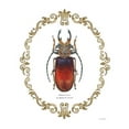 thumbnail image 2 of Gango Home Decor Contemporary Adorning Coleoptera I & IV by James Wiens (Ready to Hang); Two 11x14in Distressed Framed Prints, 2 of 5