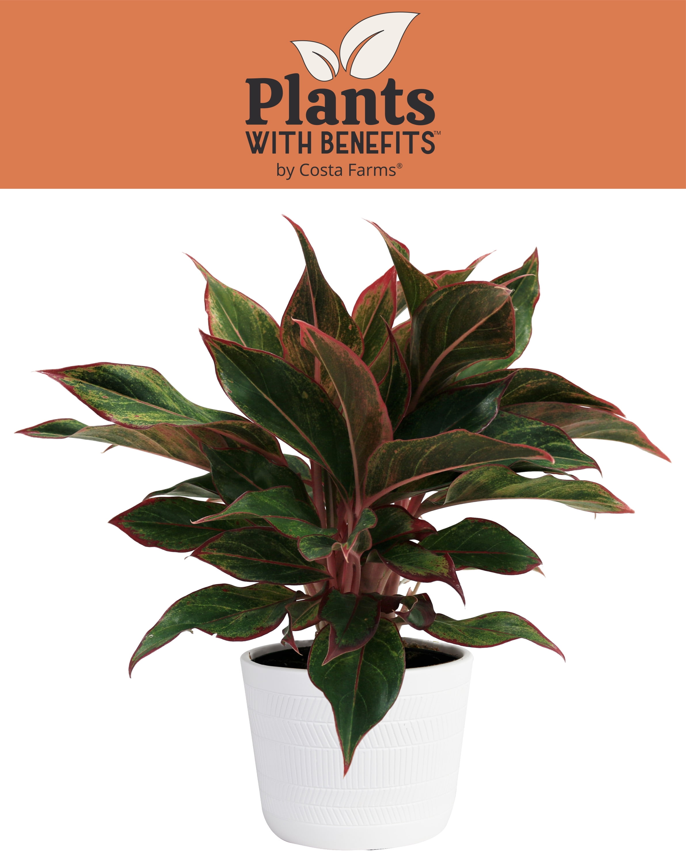 Plants with Benefits 14in. Tall Multi-Color Aglaonema Live Plant; 6in. Ceramic Pot