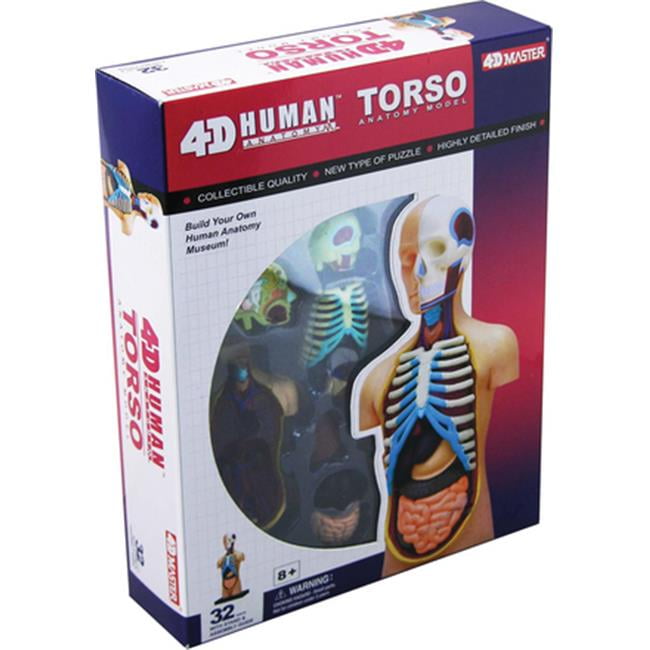 TRANSPARENT TORSO HUMAN ANATOMY MODEL 4D Kit # 26068 TEDCO TOYS 
