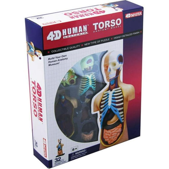 Tedco Modèle d'Anatomie du Torse Humain Toys 4-D