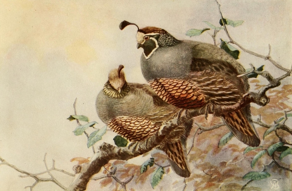 Mini Birds Series Hand printed California quail on 8 x 10 heavy weight paper