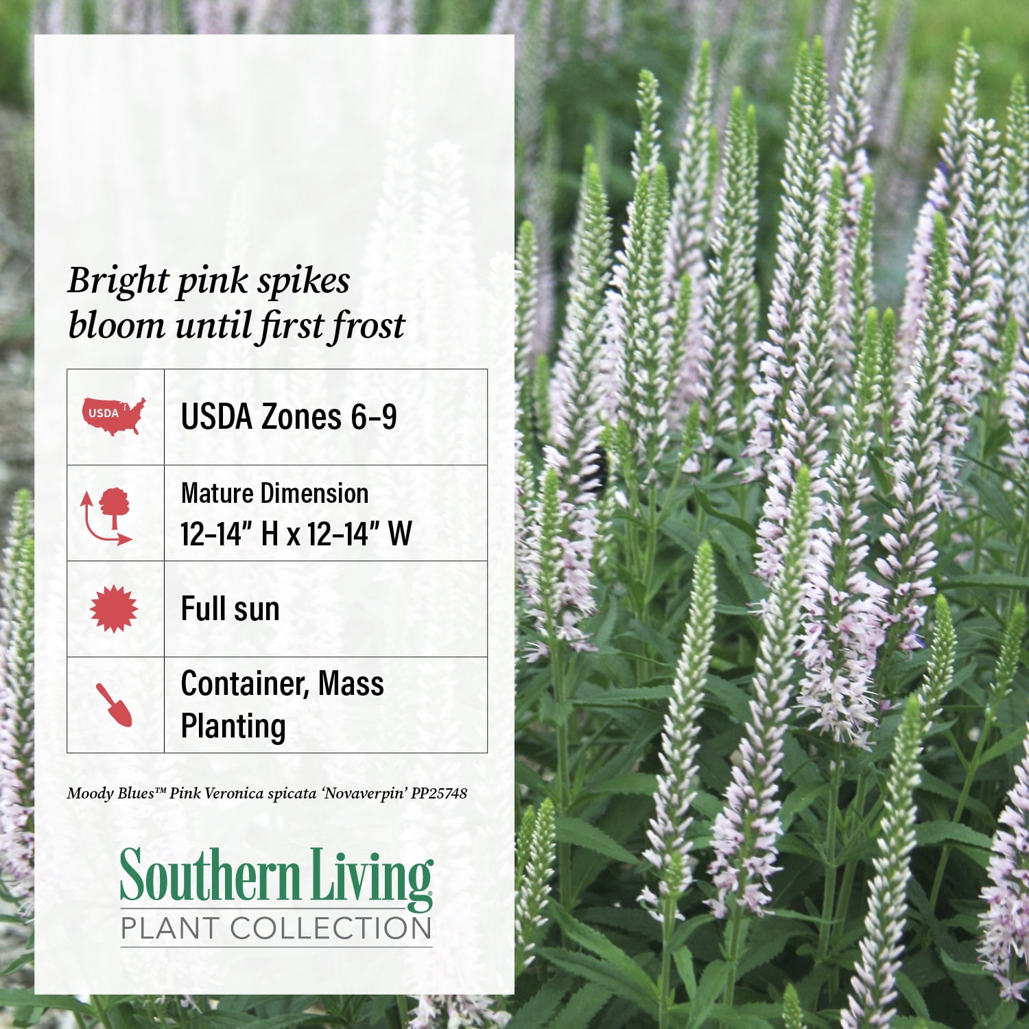 Southern Living Pink Moody Blues Veronica Live Perennial in 2.5-Quart Grower Pot