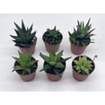 thumbnail image 2 of Haworthia Variety Assortment, 6 Different Haworthia Plants, in 2 inch pots, Super Cute, Best Gift, Plant Collection Set, Variety Bundle, 2 of 8
