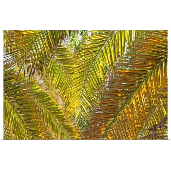 Great BIG Canvas | Rolled Philippe Widling Poster Print entitled Backlit Palm Leaves; Mendoza, Argentina
