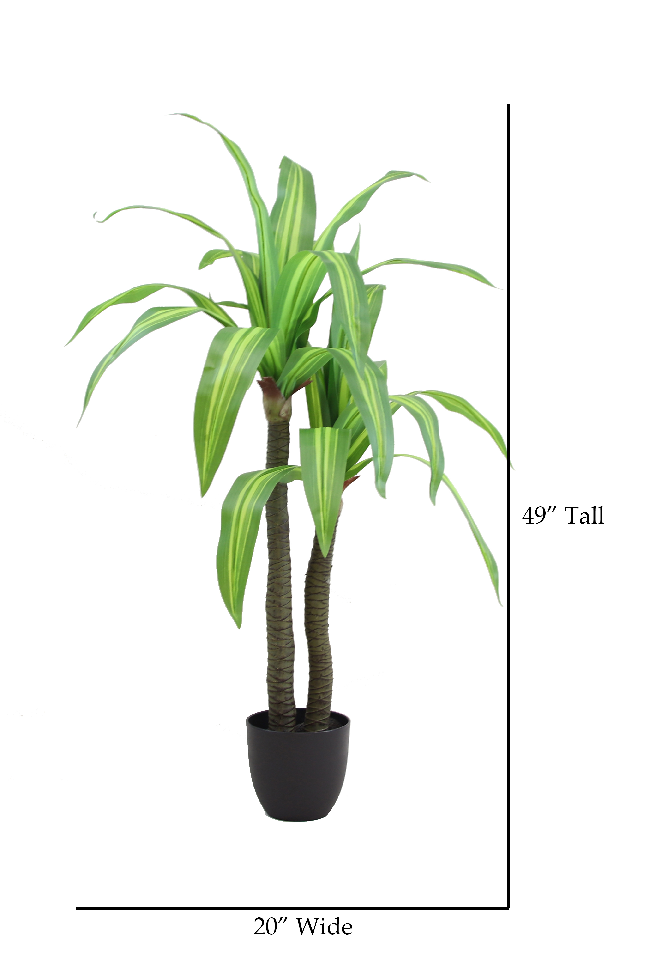 The Mod Greenhouse 49" Artificial Variegated Dracaena Tree in a 6.5" Black Matte Contemporary Pot (26 Leaf)