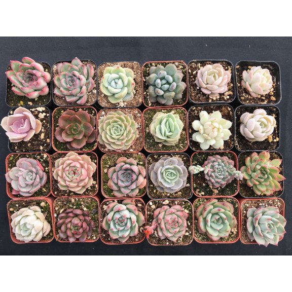 30 Pack Succulents Plant Rooted in 2inch Planters Rare Live Assorted Plants For Wedding Christmas Garden