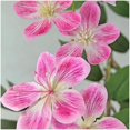 thumbnail image 4 of 4-ft artificial jasmine tree realistic fake plant con silk blossoms rosa grande faux flowers y blanca pot great para garden party oficina en casa y wedding decoration, 4 of 7