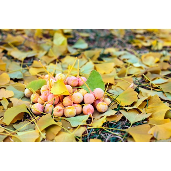 10 GINKGO BILOBA Maidenhair Tree Yellow Fall Orange "Fruit" Herb Seeds