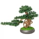 thumbnail image 1 of Simulación de árbol de bonsái artificial, plantas falsas, decoración de bonsái, planta verde falsa de 13 pulgadas, maceta interior for sala de estar, decoración del hogar, 1 of 4