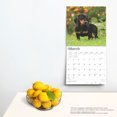 thumbnail image 5 of Dachshunds | 2025 12x24" (Hanging) Wall Calendar | Plastic-Free | BrownTrout, 5 of 9
