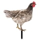 thumbnail image 1 of Naievear Rooster Decor Realistic Life-like Ornamental Double-sided Printing Acrylic Garden Statue Chicken For Yard, 1 of 5