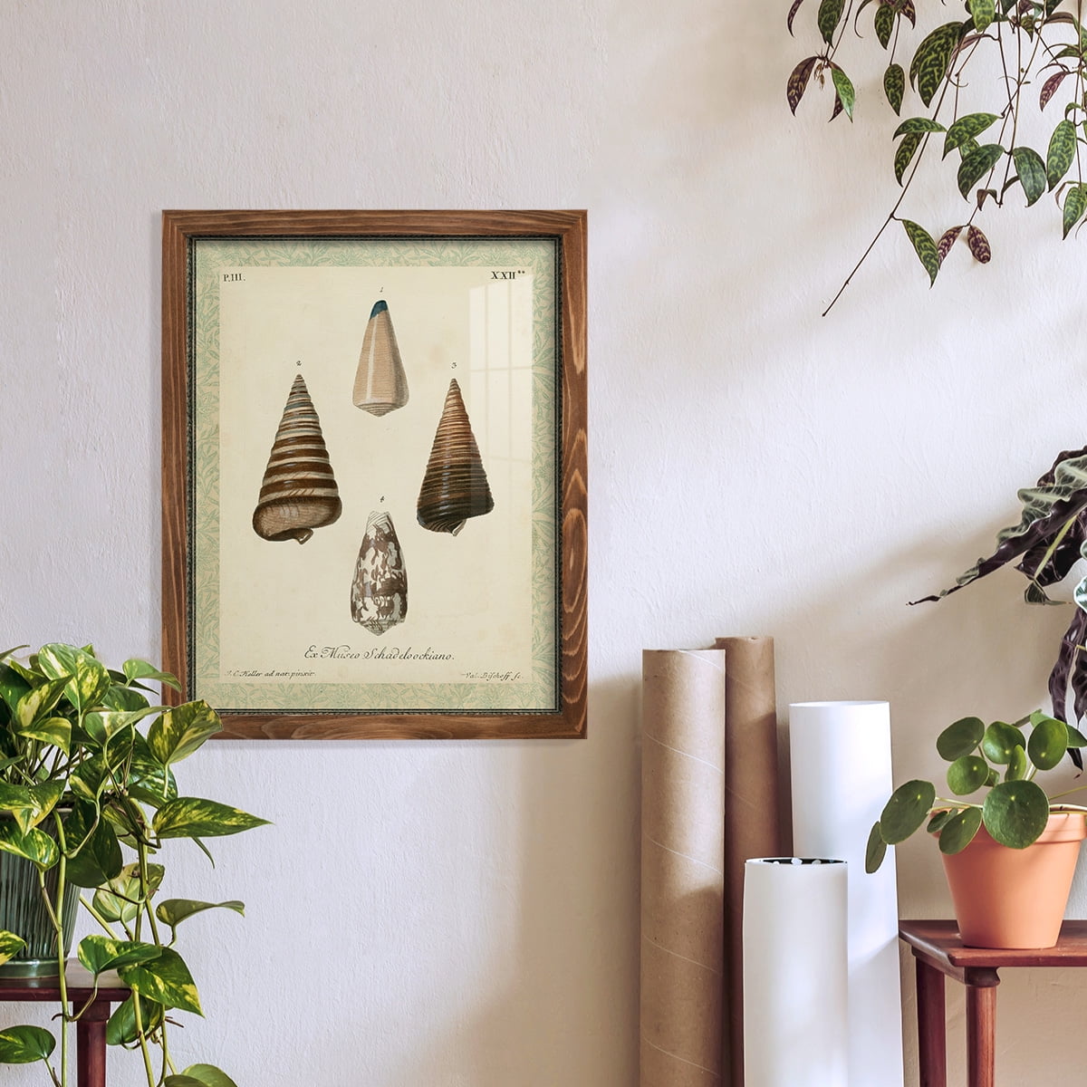 Bookplate Shells VI - Framed Print w/glass - Walnut
