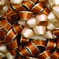 thumbnail image 2 of The Ribbon People Club Pack of 225 Ivory and Copper Brown Craft Ribbon Bows 1.5", 2 of 2