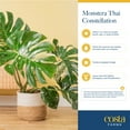 thumbnail image 6 of Costa Farms Live Monstera Deliciosa Thai Constellation in 10in Growers Pot, 6 of 6