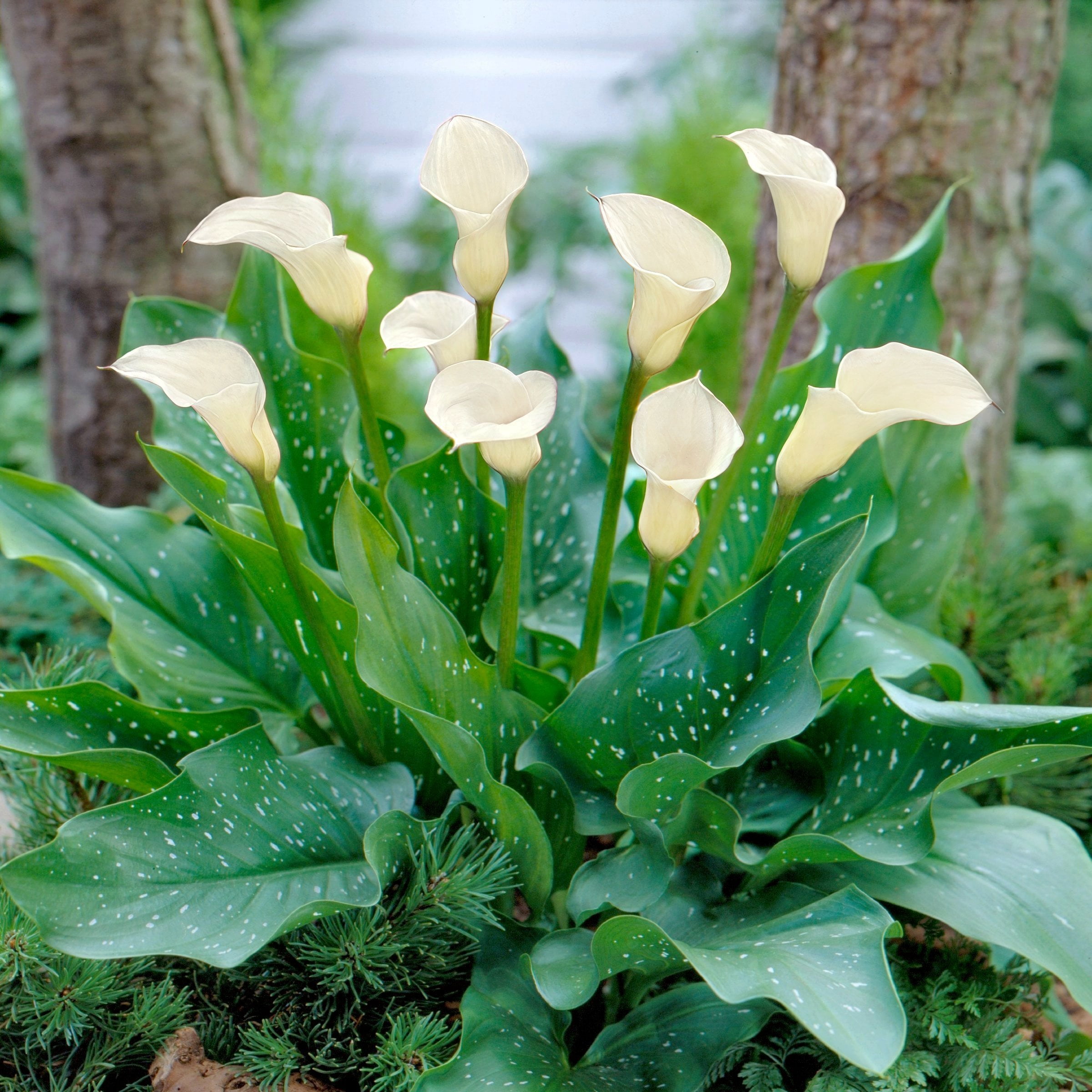 National Plant Network Calla Lily White Flirt Bulbs (3-Pack)