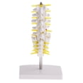 thumbnail image 3 of 1: 1 de articulación de humana de tamaño natural y 5 vértebras lumbares con cóccix, modelo de sacro, herramienta de aprendizaje educ Macarena Estatua de la articulación de la rodilla humana, 3 of 8