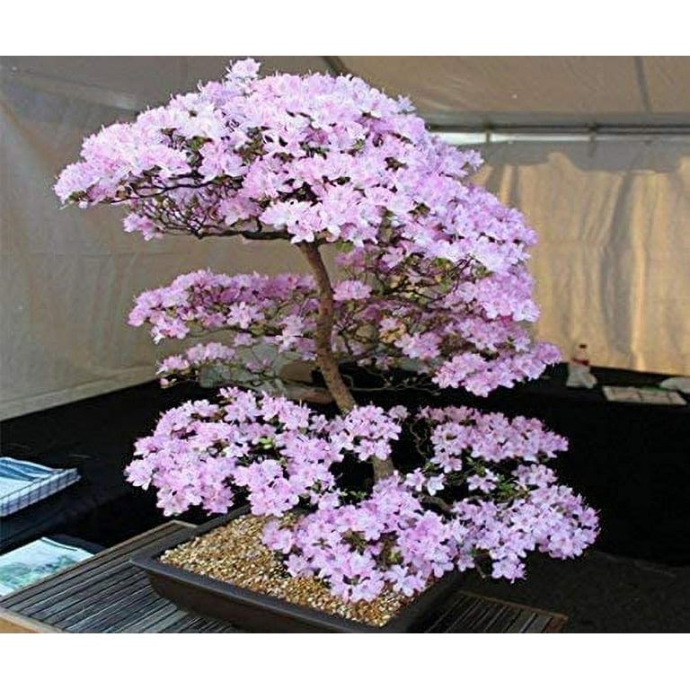 Japanese Sakura Seeds Cherry Blossoms Pink Flowers Seeds Indoor plant –  Lovely Seeds