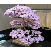 10 Japanese Cherry Blossom Bonsai Seeds - Flowering Sakura Bonsai Seeds