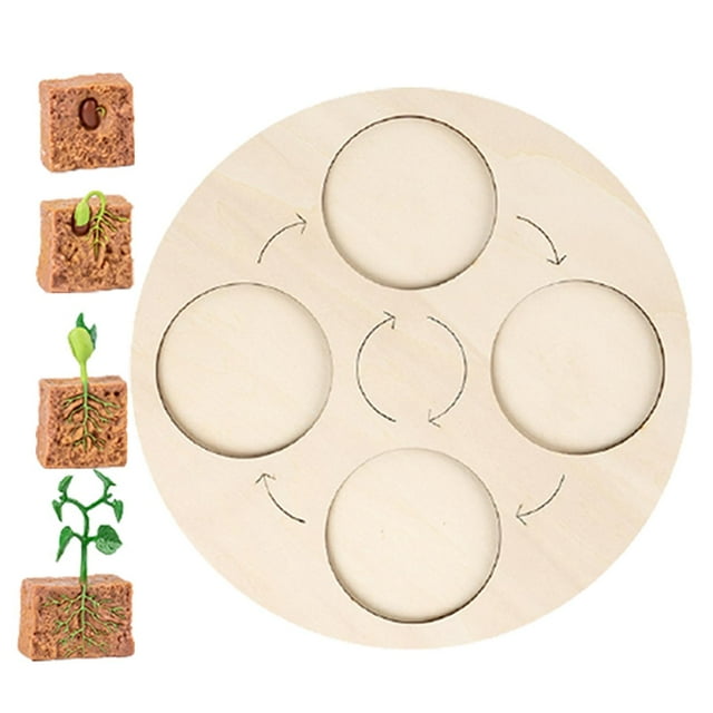 Ayudas didácticas de madera del tablero del para las Planta perfke Tablero de ciclo de vida
