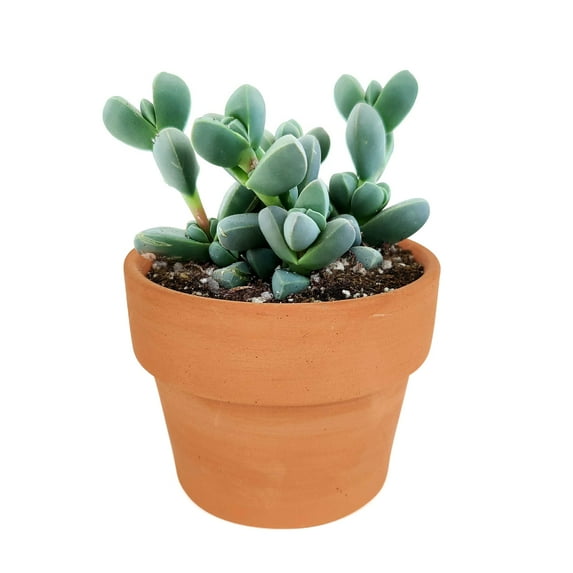Corpuscularia Lehmannii Ice Plant Succulent (4" + Clay Pot)