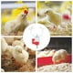 thumbnail image 2 of 20 piezas de tetinas de bola de agua, comederos para pollos, bebederos de tetina, comedero para gallinero, 2 of 6
