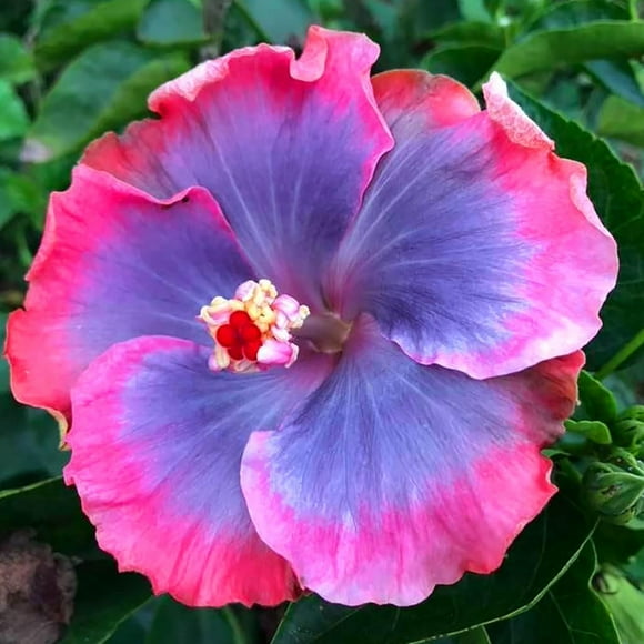 shiyou-20 Hibiscus Seeds – Pink, Purple & Blue Blooms | Perennial Hardy Shrub for Home & Urban Gardens