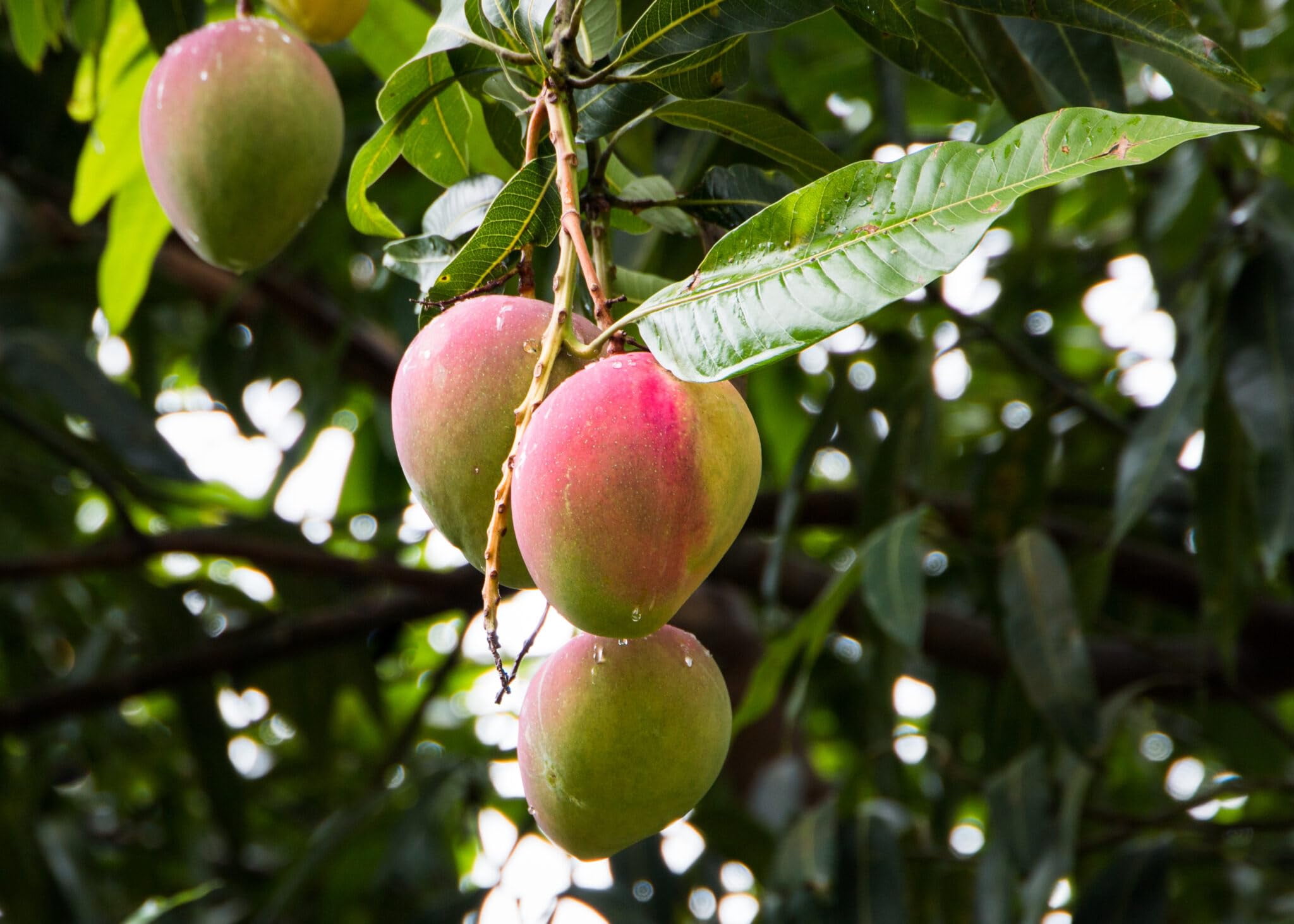 🌿 Organic Mango Tree Plant Soil Mix by Gardenera Labs - Cultivate Fruity Excellence with Natural and Nutrient-Rich Formula - 5 QUART