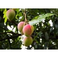 thumbnail image 3 of Elevate Your Mango Tree Garden with Gardenera Labs's Organic Potting Mix - Tailored for Robust Mango Trees and Flavorful Harvests - 2 Quart, 3 of 4