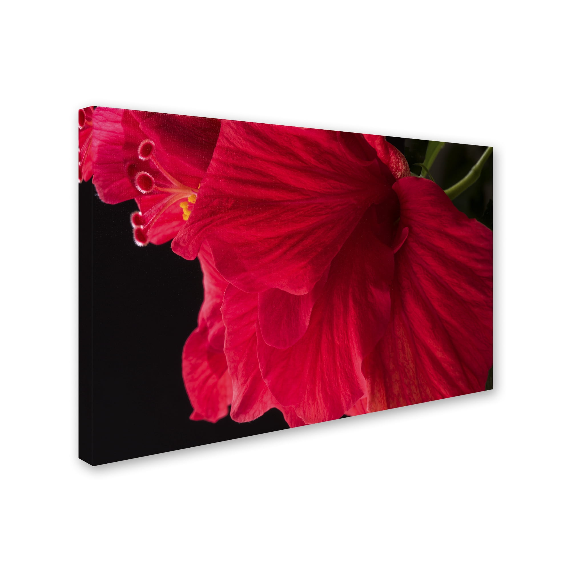 Trademark Fine Art "Red Double Hibiscus" Canvas Art by Kurt Shaffer