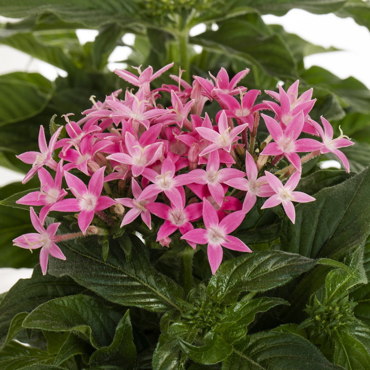 Better Homes & Gardens 1.5PT Pink Pentas Live Annual Plant Sun 5-Pack