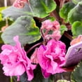 thumbnail image 3 of Florida House Plants Suncoast Coral Razz African Violet Live Plants in 4" Pot, 3 of 4