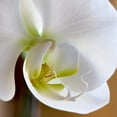 thumbnail image 2 of Amber Light Gallery 15x15 Black Ornate Wood Framed with Double Matting Museum Art Print Titled - Ivory Orchid, 2 of 4