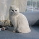 thumbnail image 4 of Figuras de gato realistas, juguetes de peluche, modelos de gatitos, muñeco de gato realista falso, decoración para el hogar y la oficina, regalos para niños, 4 of 5
