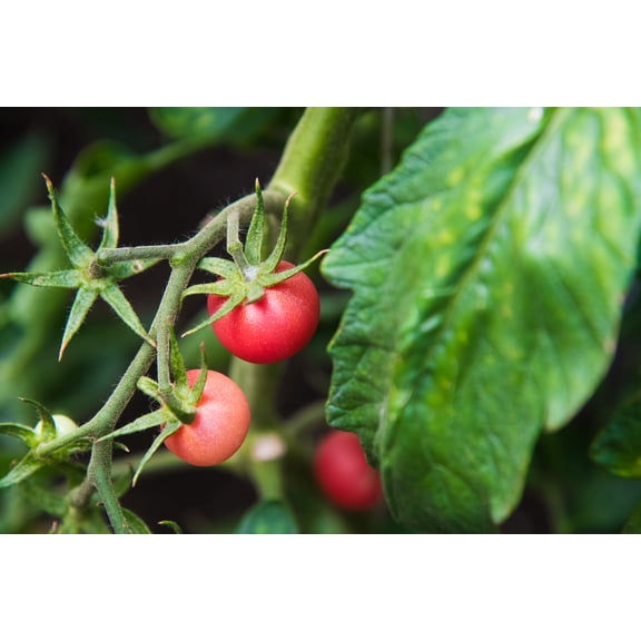Pink Princess Cherry Tomato Plant - 2.5" Pot - Very Sweet!